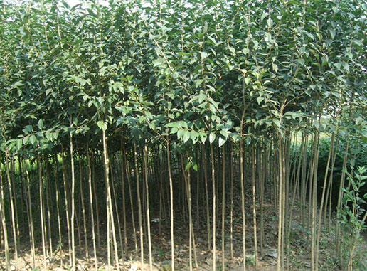 大葉女貞樹(shù)什么時(shí)候種植成活率更高？